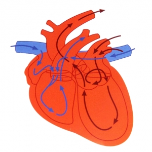 Cirurgia